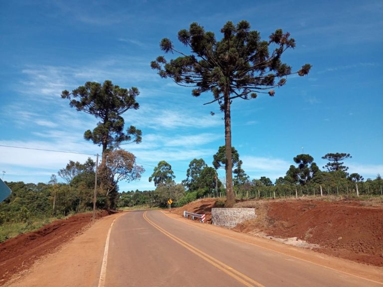 Se protegieron araucarias en el nuevo acceso pavimentado a Tobuna imagen-49