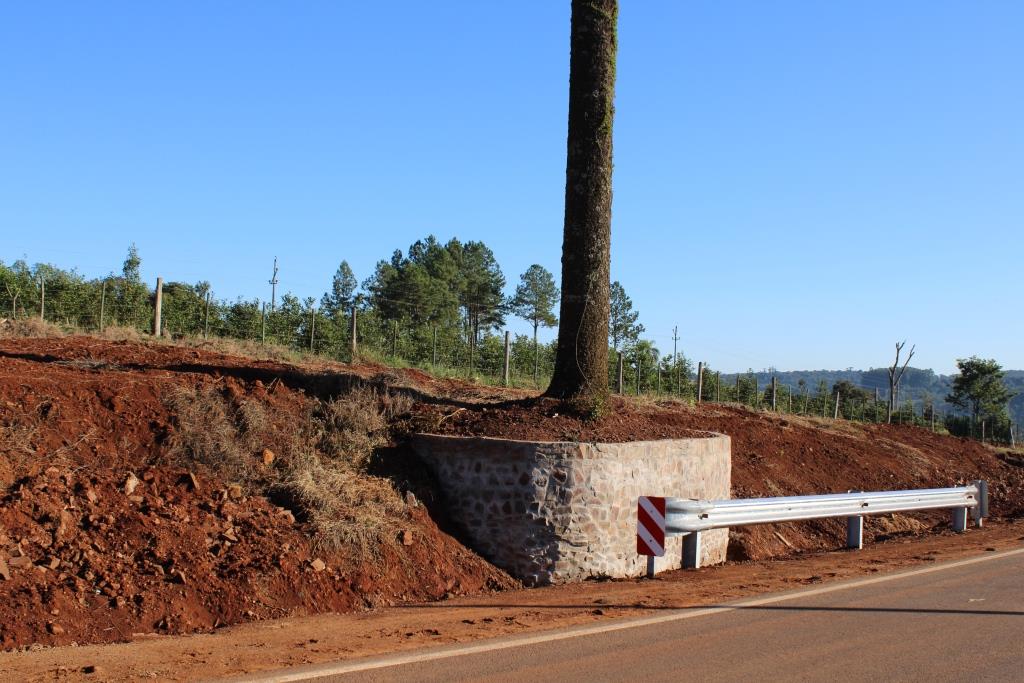 Se protegieron araucarias en el nuevo acceso pavimentado a Tobuna imagen-8