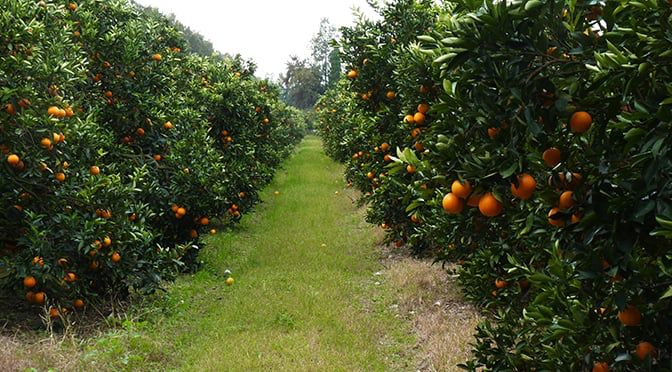 Mandarina, pomelo y limón: los cítricos producidos y elegidos por los misioneros imagen-2