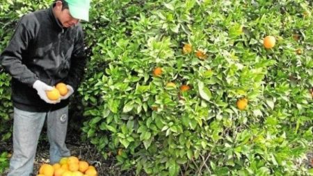 Mandarina, pomelo y limón: los cítricos producidos y elegidos por los misioneros imagen-6