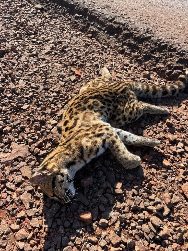 Felino hallado muerto sobre Ruta Provincial N°5 imagen-50