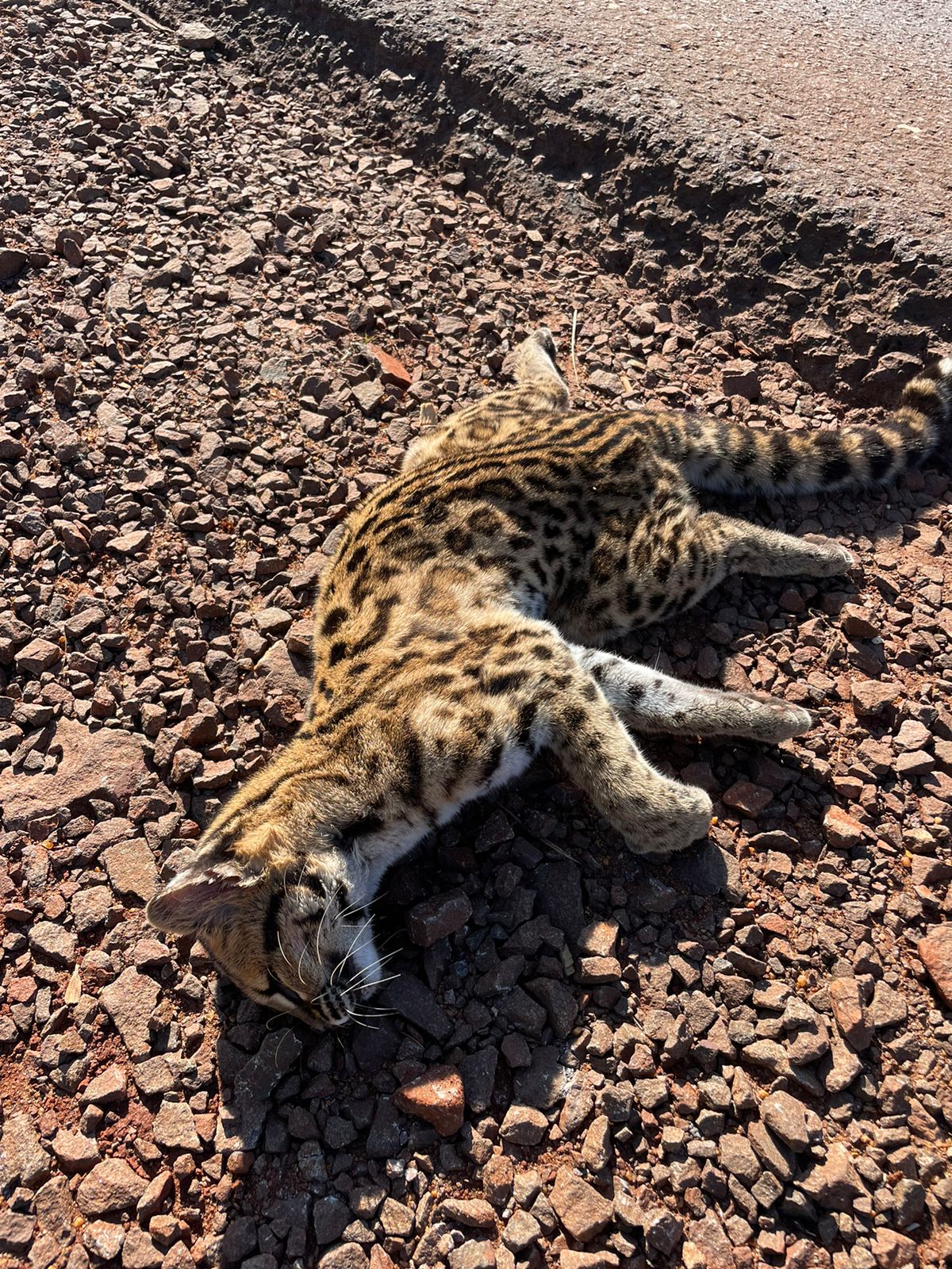 Felino hallado muerto sobre Ruta Provincial N°5 imagen-1