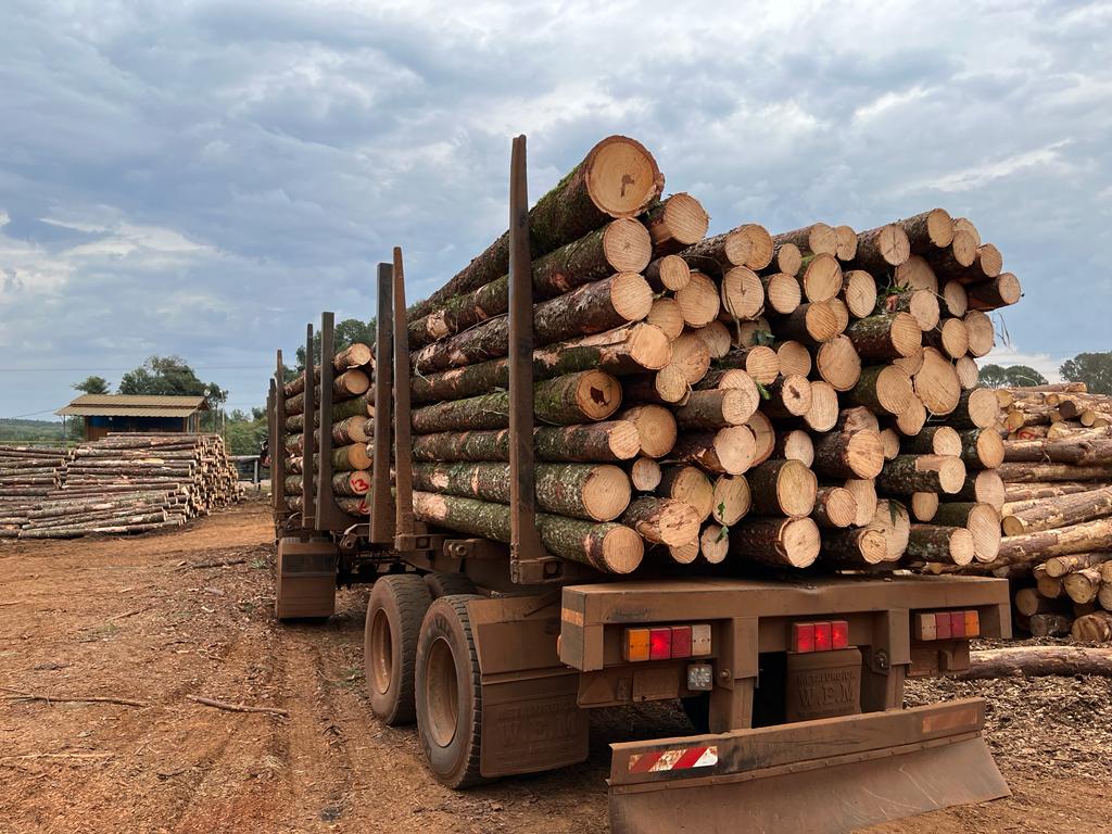 "El mundo está viendo a la madera renovable, amigable con el ambiente y a Misiones le da muy buenas expectativas", señala experto en foresto-industria imagen-8