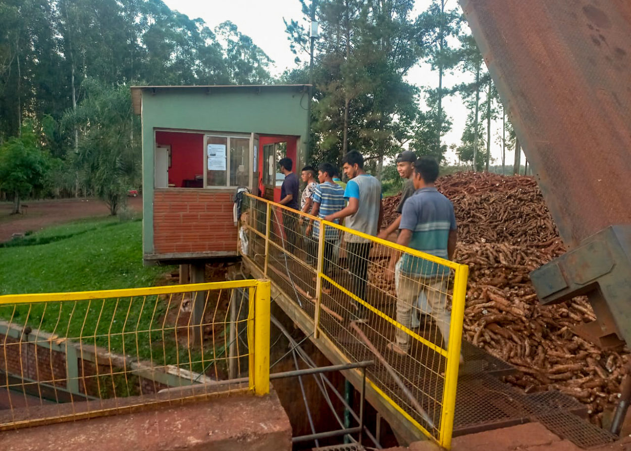 Cinco comunidades mbya-guaraní vendieron más de 19 toneladas de mandioca a Cooperativa imagen-6