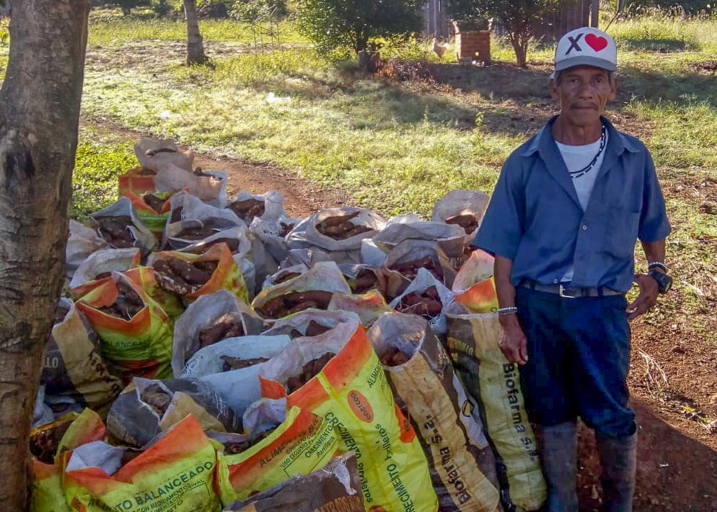 Cinco comunidades mbya-guaraní vendieron más de 19 toneladas de mandioca a Cooperativa imagen-2