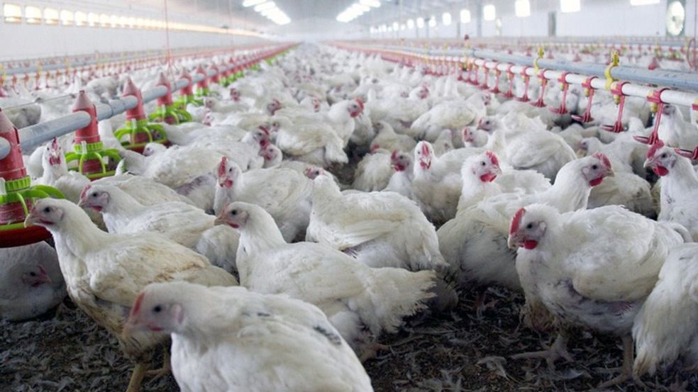 Agricultura: avanzan las negociaciones con China para reabrir mercado aviar imagen-1
