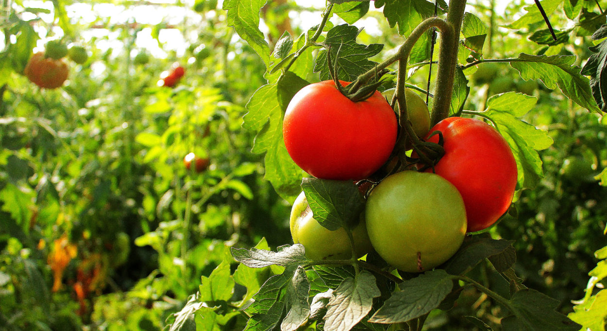 Interés en producir tomate bajo cubierta para abastecer mercados locales imagen-1
