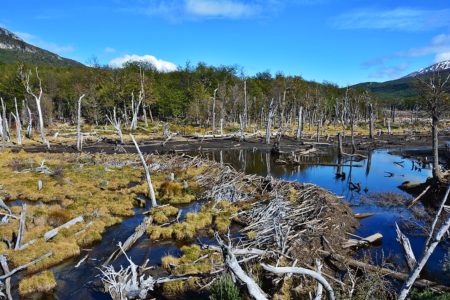 “Tierra del Fuego tiene una biodiversidad más sensible en cuanto a otras provincias debido a que se encuentra en la región más austral del país” sostuvo el director de conservación de Ushuaia imagen-6