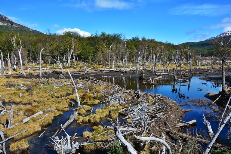 “Tierra del Fuego tiene una biodiversidad más sensible en cuanto a otras provincias debido a que se encuentra en la región más austral del país” sostuvo el director de conservación de Ushuaia imagen-32