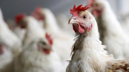 Vietnam volverá a recibir exportaciones agrícolas argentina tras el cierre por gripe aviar imagen-3