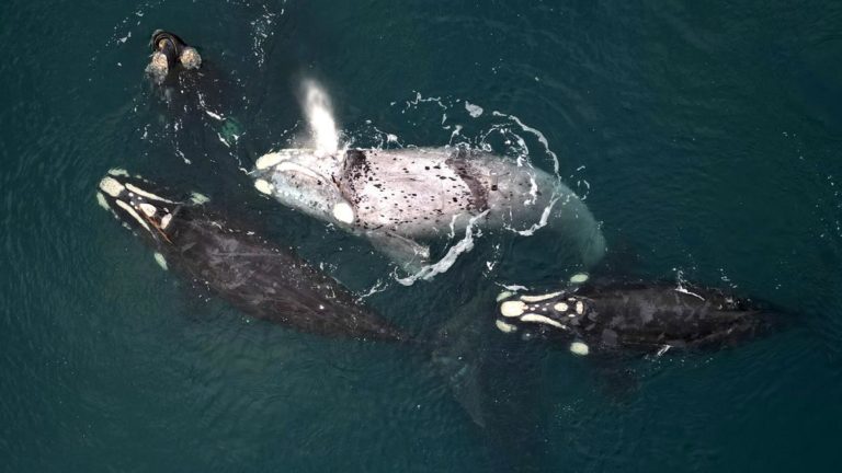 Advierten que las ballenas y los delfines padecen del cambio climático y la caza imagen-49