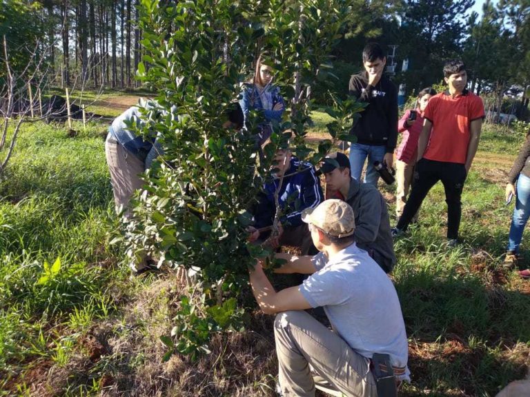 Jornada de cosecha y manejo de plantas con alumnos del IEA Nº13 de Guaraní imagen-35