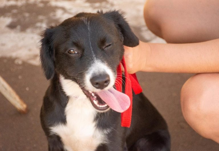 Tenencia Responsable: Imusa lleva servicios de sanidad animal a los barrios imagen-12