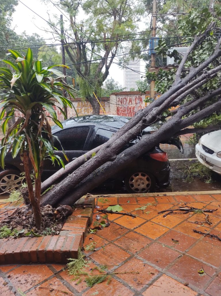 Tormenta derribó árboles sobre el tendido eléctrico y dejó sin luz a algunas zonas de la ciudad imagen-36