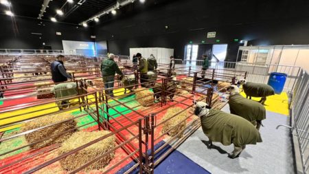 Llegaron los ovinos misioneros a la Exposición Rural de Palermo imagen-8