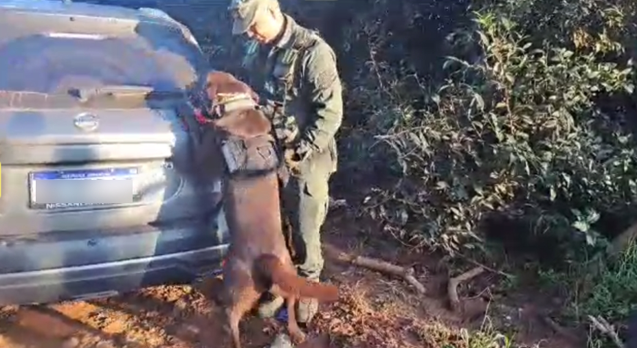 Con ayuda del can “Ateos”, gendarmes secuestran marihuana valuada en más de 300 millones de pesos imagen-1