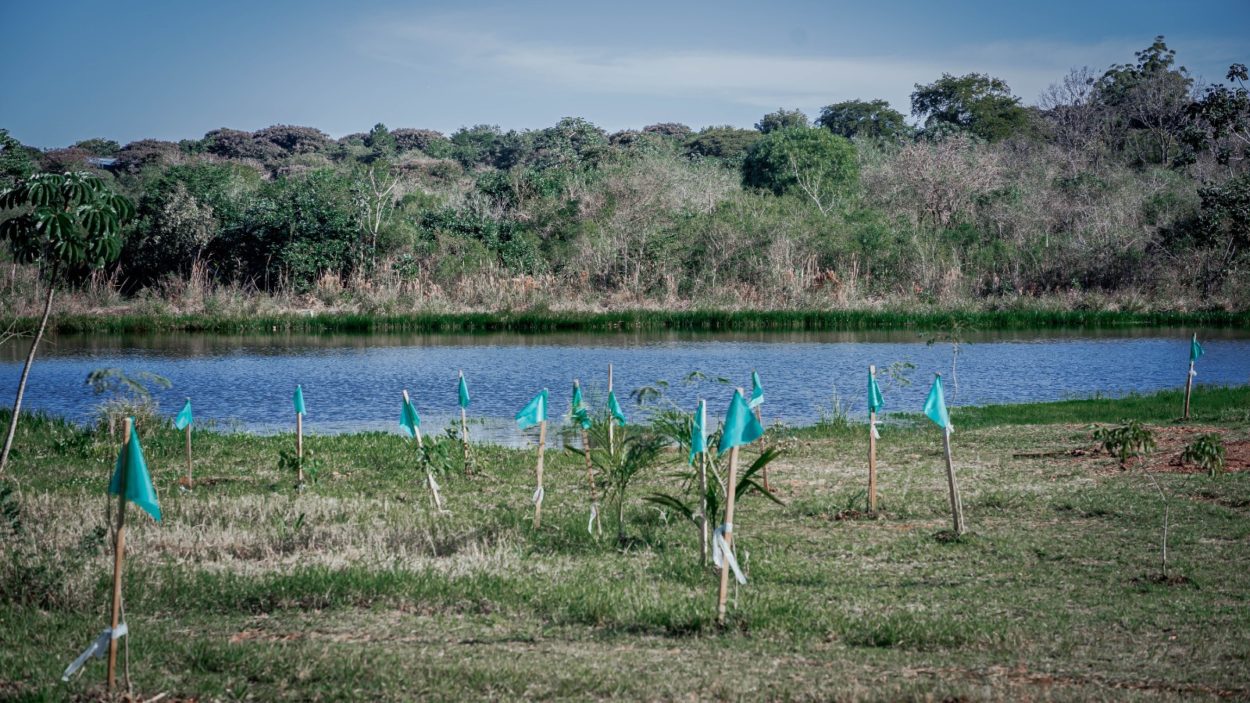 Avanza la arborización en el Parque de la Ciudad imagen-2