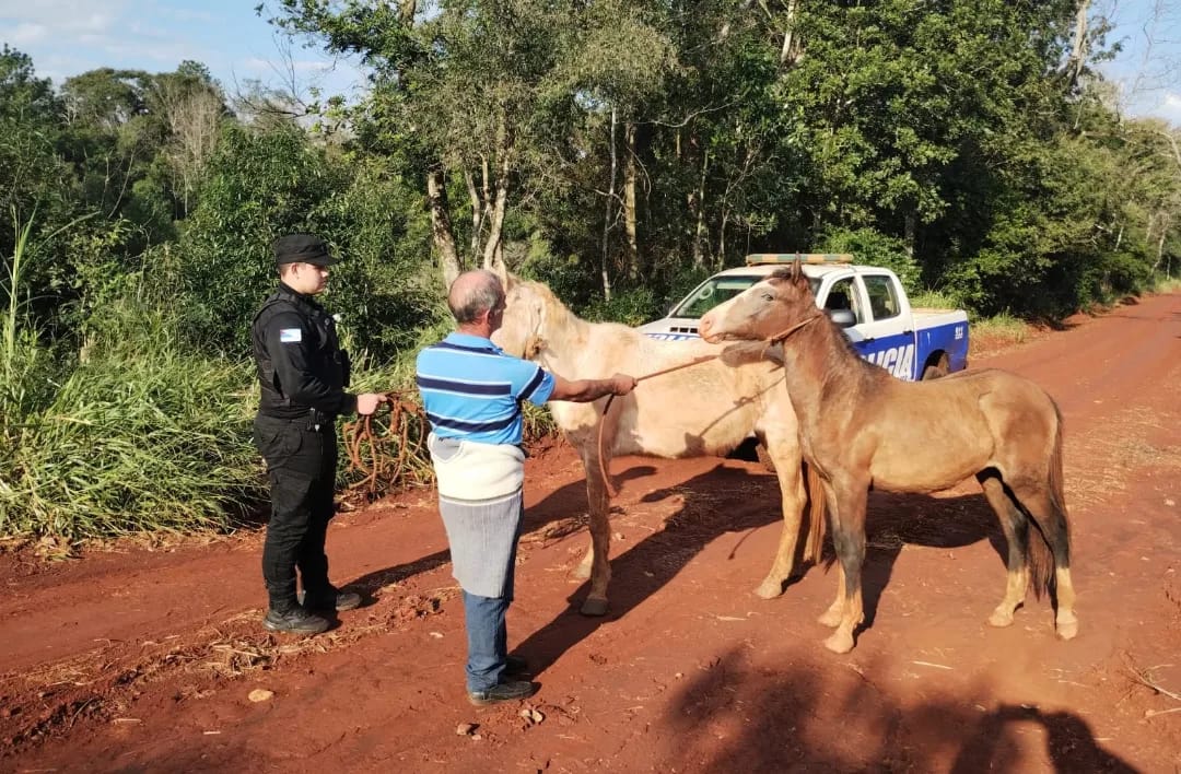 En operativos policiales en la provincia recuperaron desde animales hasta herramientas que fueron robadas a colonos imagen-12
