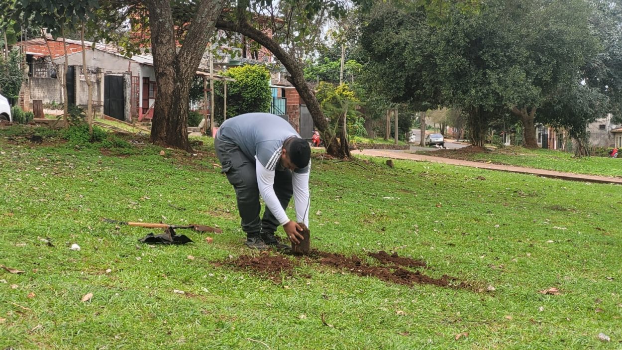 Cada vez más vecinos se suman a la iniciativa de plantar árboles en las plazas imagen-2