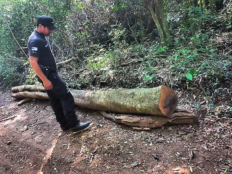 Recuperan rollos de madera robados a colonos de General Urquiza y Santa María: hay tres detenidos imagen-1