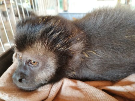 Policías ambientales rescataron animales en peligro y lesionados en la provincia imagen-2