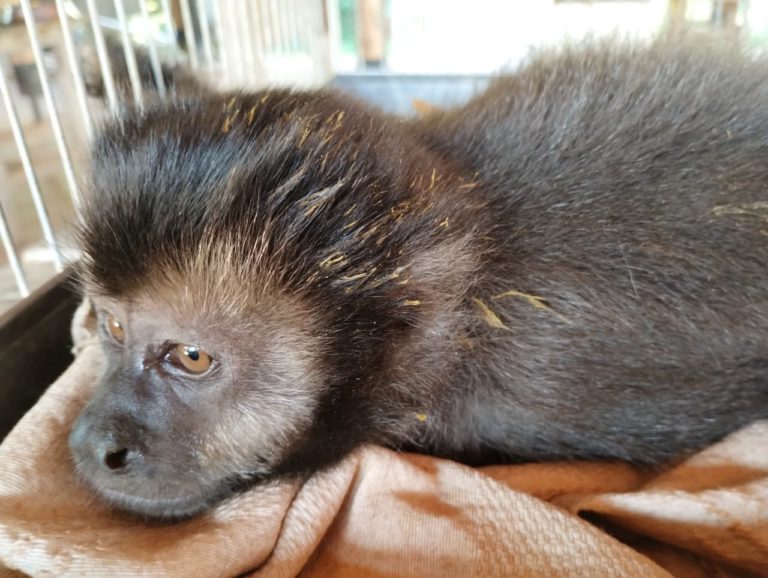 Policías ambientales rescataron animales en peligro y lesionados en la provincia imagen-49