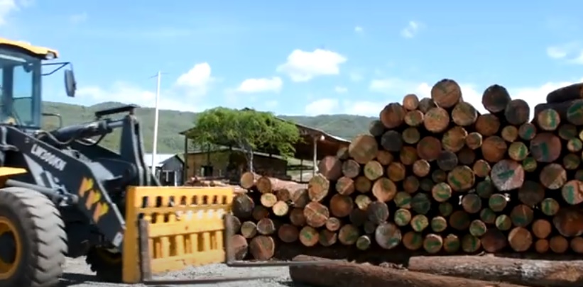 En Guatemala, Ecología de Misiones representó a la Argentina en Intercambio de experiencias de la trazabilidad de la madera imagen-1