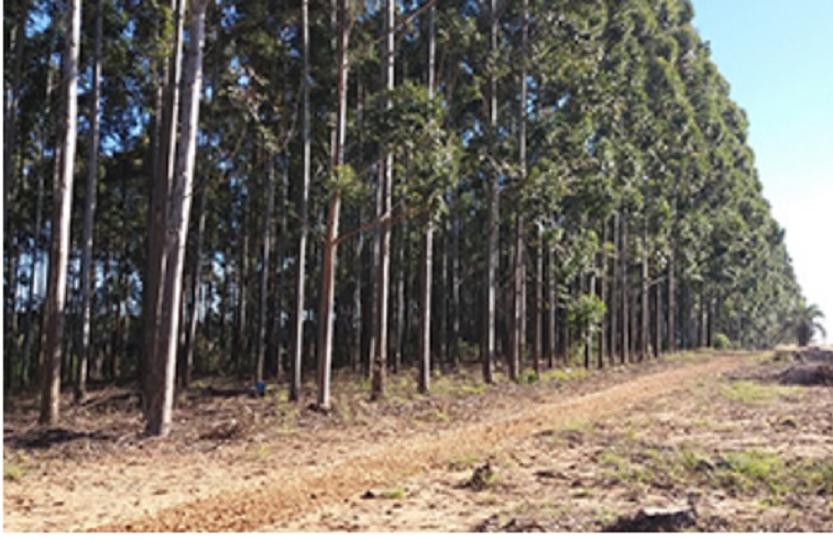 Empresarios ven en el bosque carbono neutro y suman inversiones imagen-41