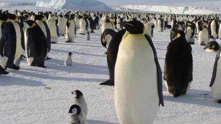 Alertan que el deshielo precoz de la Antártida pone en peligro a los pingüinos emperador imagen-5