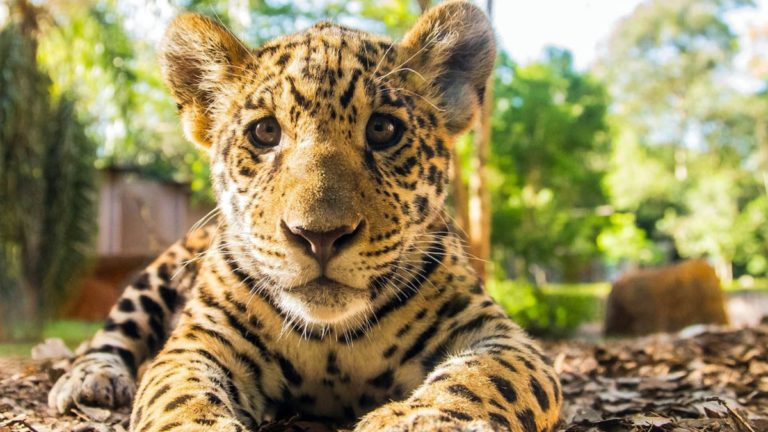 Detectaron cuatro nuevos cachorros de yaguareté en los Esteros del Iberá imagen-33