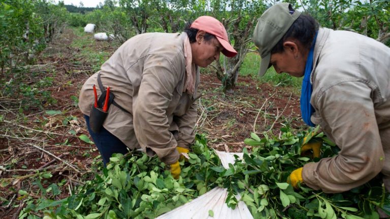 Fuerte rechazo de los yerbateros al proyecto de Rodríguez Larreta de desregular el sector imagen-47