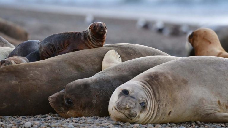 Cerraron la escollera sur de Mar del Plata por la llegada de gripe aviar en lobos marinos imagen-1