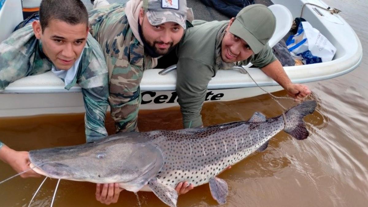 Hay recompensa para quienes pesquen surubíes marcados en el río Uruguay imagen-1