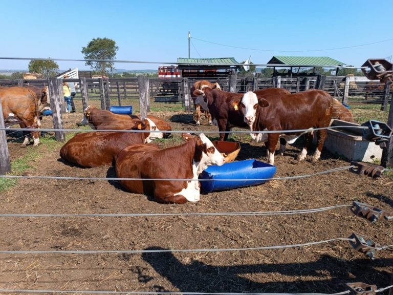 Expo Rural en Fachinal: destacan que la producción ganadera misionera demostró cómo viene evolucionando a pasos agigantados imagen-41