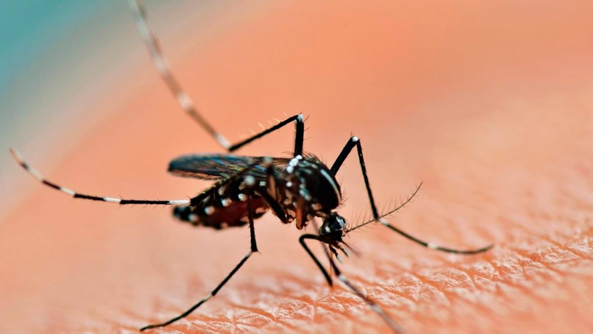 La nueva vacuna contra el dengue de Anmat es "una esperanza para el futuro" imagen-1