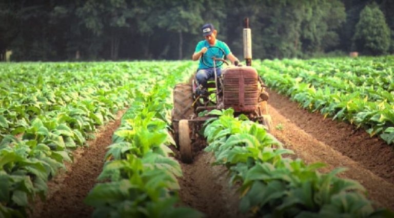 FET: el próximo jueves depositarán el pago a más de 9 mil tabacaleros de Misiones imagen-50