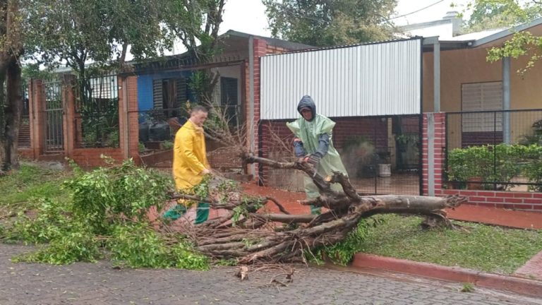 Tormenta: desplome de muros y caída de árboles, los efectos de los fuertes vientos imagen-49