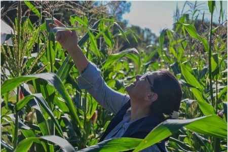 Desarrollan en Misiones un maíz que resiste al clima imagen-5