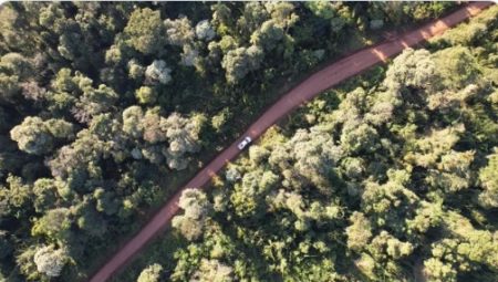 Misiones lidera a nivel nacional el modelo de conservación de bosques nativos imagen-2