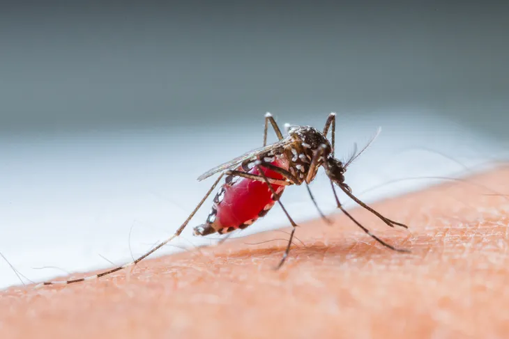 Científicos argentinos crearon una novedosa trampa para detectar criaderos de dengue imagen-2
