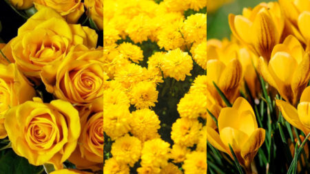 Por qué se dan flores amarillas el 21 de septiembre imagen-10