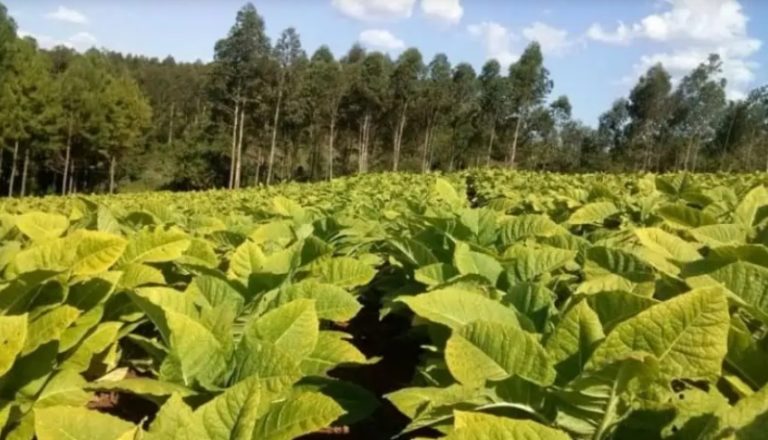 "A partir del 1ro de septiembre el tabaco no tendrá retenciones", ratifica Nación imagen-30