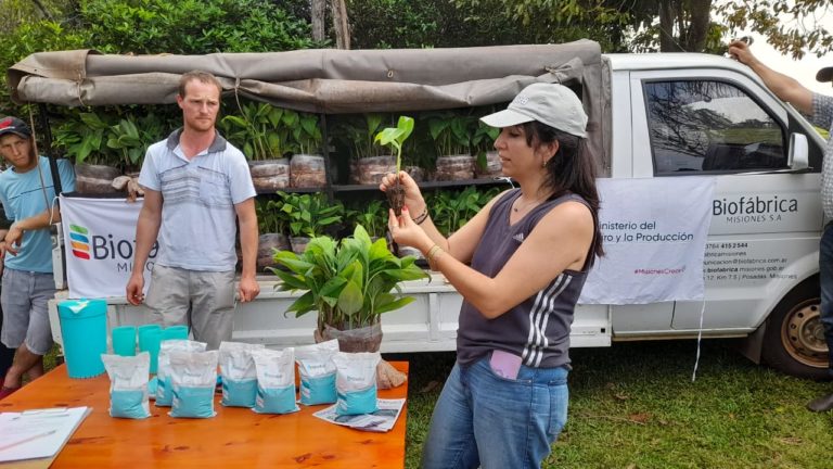 Entregan plantines de banano de alta calidad genética para las chacras misioneras imagen-21