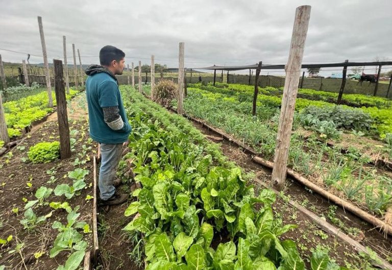 Remarcan que la producción de alimentos sanos es "pilar fundamental" de toda soberanía imagen-13