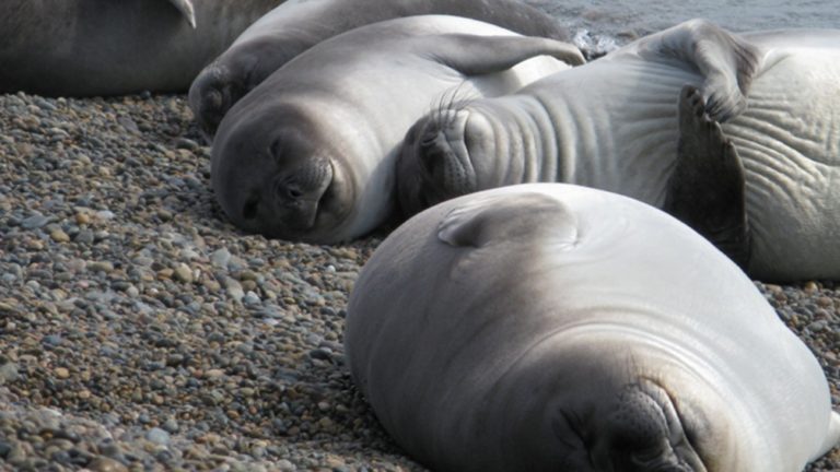 Detectaron el primer caso de influenza aviar en un elefante marino en las costas del Chubut imagen-46