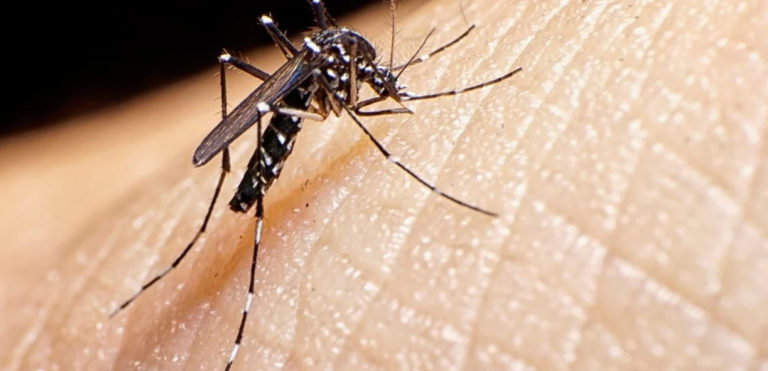 Aumentan los casos de Dengue y Chikungunya en Itapúa en lo que va del año imagen-14