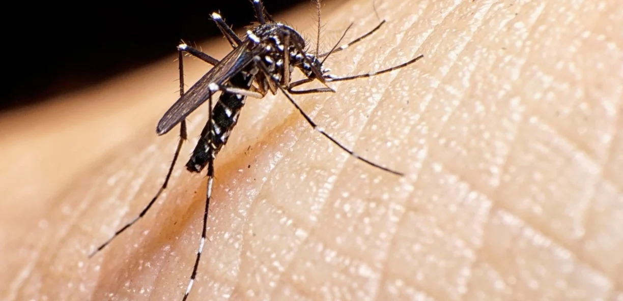 Aumentan los casos de Dengue y Chikungunya en Itapúa en lo que va del año imagen-1