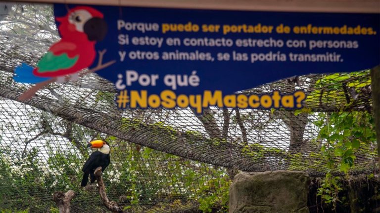 #NoSoyMascota: lanzaron una campaña para alertar sobre el tráfico de vida silvestre imagen-11