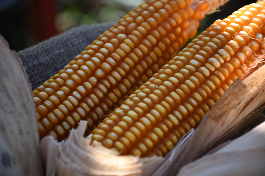 Presentaron Bautista Inta: una variedad de maíz adaptada a las chacras misioneras imagen-2