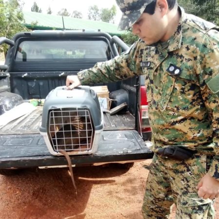 Rescatan una nutria en un barrio de Posadas y la devuelven a su hábitat imagen-5